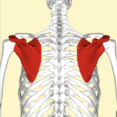 <p>Which bone is colored red in the image below?</p>