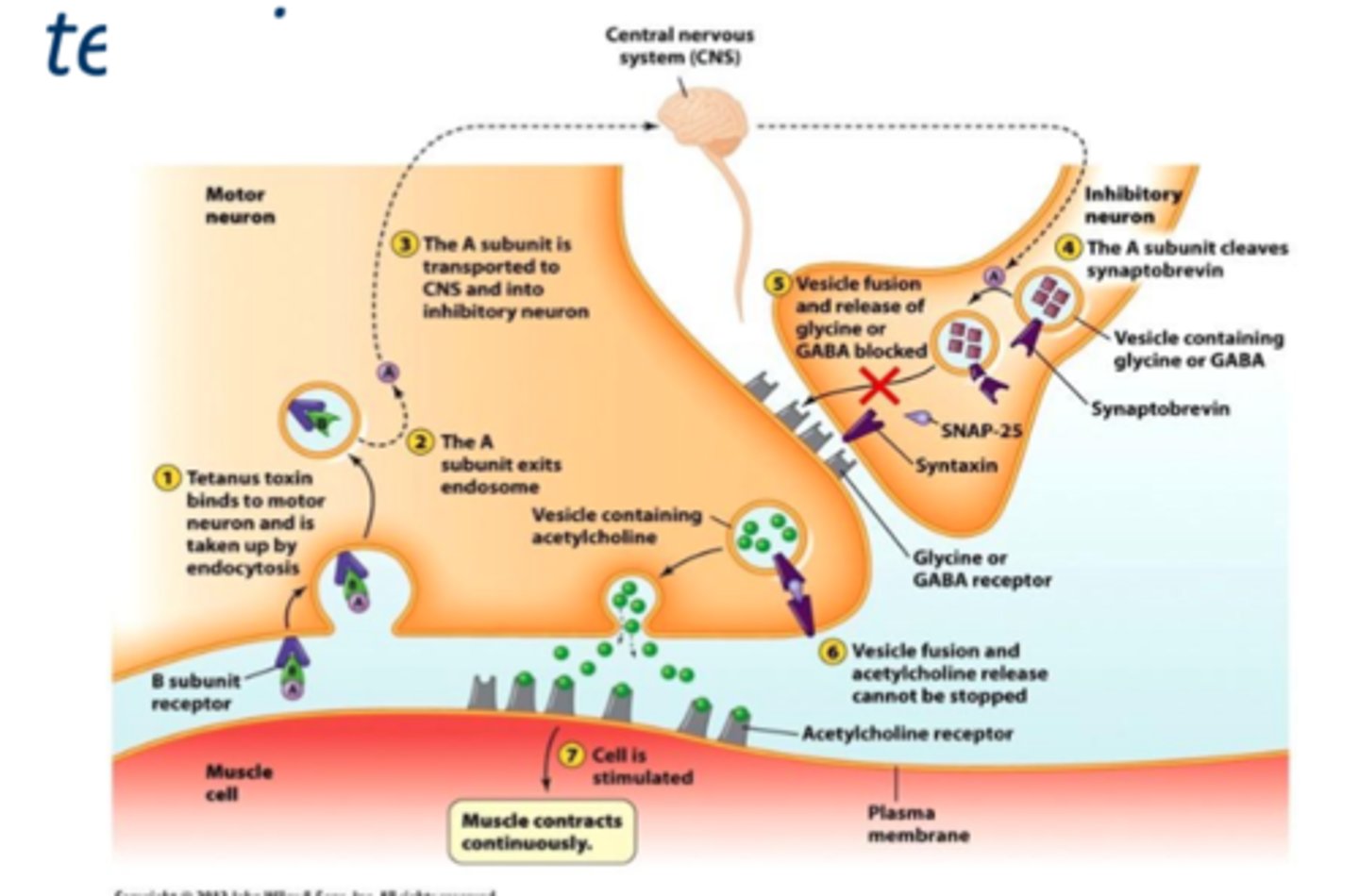 <p>• Follows puncture wound contaminated with spores</p><p>– Spores germinate in anaerobic conditions</p><p>• C. tetani spores are found in soil and animal feces</p><p>• Neurotoxin called tetanospasmin that cause sustained contractions of skeletal muscles by inhibition of GABA and glycine at nerve terminals (spastic paralysis)</p><p>- Descending pattern of infection</p><p>- The A unit cleaves synaptobrevin so vesicle cannot release GABA and glycine so continued release of Ach </p>