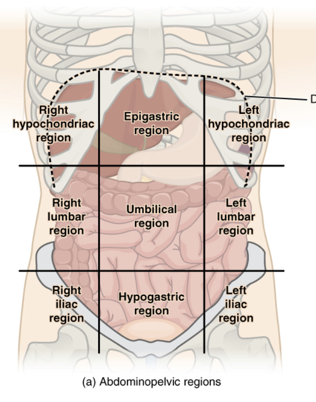 1) Left iliac region

2) Hypogastric region

3) Right iliac region

4) Left lumbar region

5) Umbilical region

6) Right lumbar region

7) Left hypochondriac region

8) Epigastric region

9) Right hypochondriac region