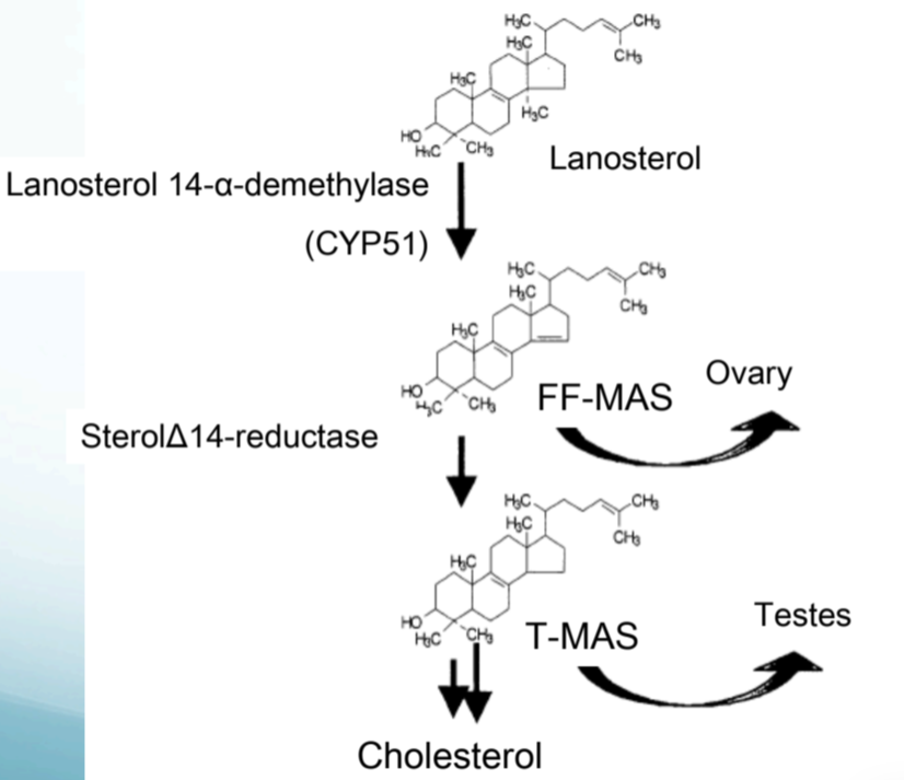 MAS: meiosis activating sterol<br />FF: follicular fluid<br />T: testicular