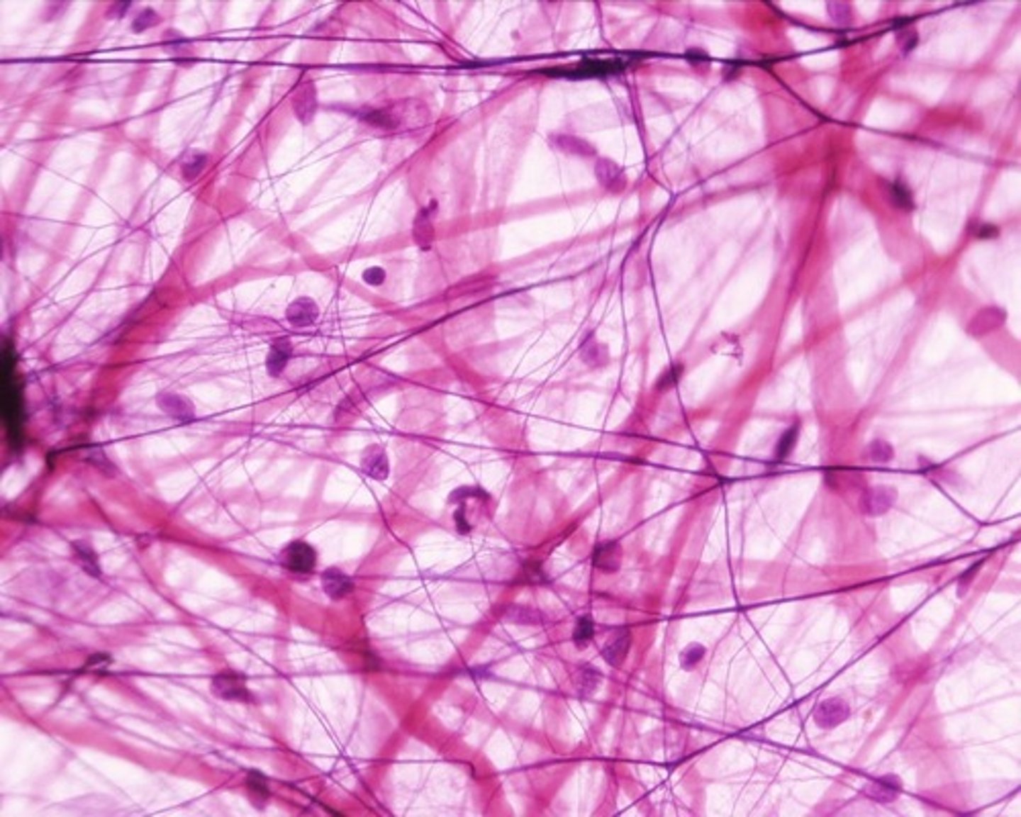 <p>type of connective tissue with small amounts of cells, matrix, and fibers; found around blood vessels</p>