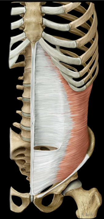 <ul><li><p>deepest, transverse fiber orientation</p></li><li><p>stabilizes lumbar spine &amp; pelvis</p></li><li><p>attaches posteriorly to lumbar vertebrae</p></li></ul><p></p>