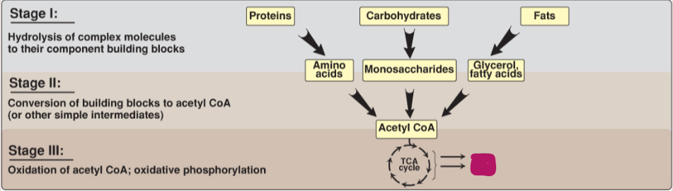 <p>Fill in the stages of metabolism.</p>