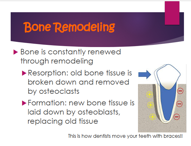 <p>remodeling</p>