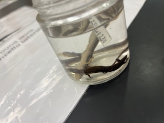 <ul><li><p>smaller</p></li><li><p>slight brown lines on back</p></li><li><p>black back </p></li><li><p>round head</p></li></ul><p></p>