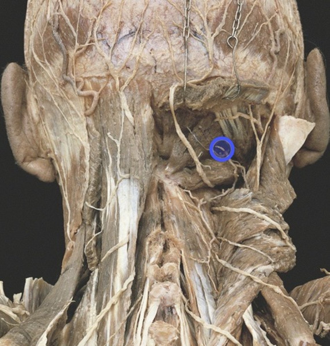 knowt flashcard image