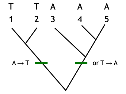 <p>Rooting of trees relates to polarization of character states. </p><p></p><p>The use of outgroups roots the tree and helps polarize character change. </p><p></p><p>Ex) Without outgroups: plesiomorphic state could be either A or T.</p><p></p><p>Multiple outgroups are preferable: Use of multiple outgroups can help resolve these uncertainties, especially if they exhibit the same state for the relevant character.</p>