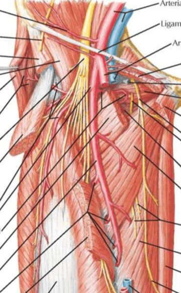 <p>Origen de la arteria femoral</p>