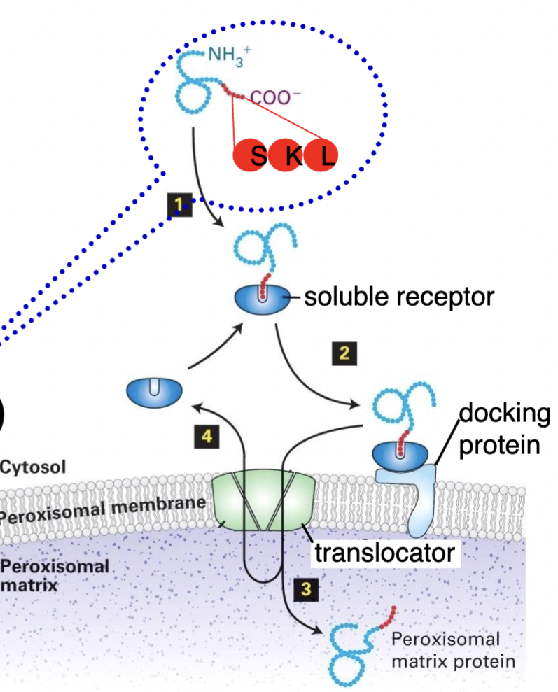 <ul><li><p>Protein’s C terminus SKL sequence binds to soluble receptor → goes to docking protein</p></li><li><p>Docking protein tranferrs protein to translocator</p></li><li><p>Translocator brings the protein in</p></li><li><p>Does not cut the SKL sequence</p></li></ul><p></p>