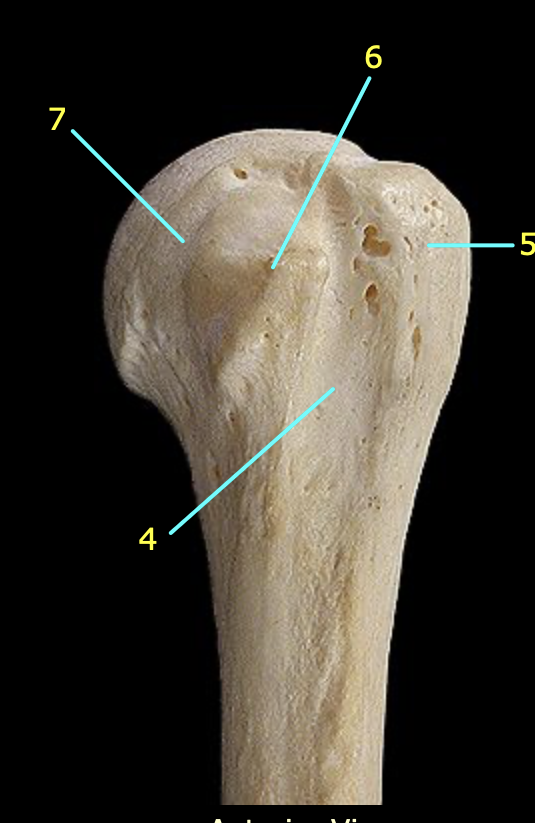 <p>Identify structure 4</p>