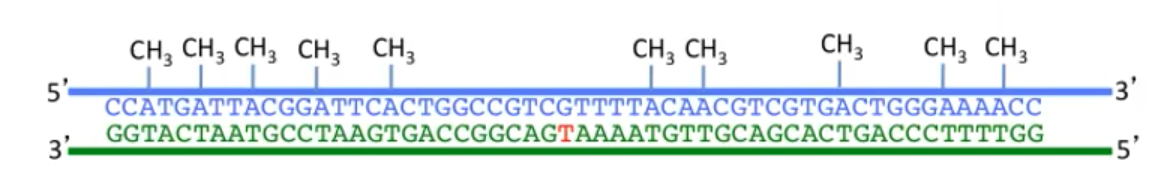 <ul><li><p><strong>Nucleotide Excision Repair</strong>: Cuts out damaged section, uses template for repair</p></li><li><p><strong>Mismatch Repair</strong>: Removes mismatched bases</p></li></ul><p></p>