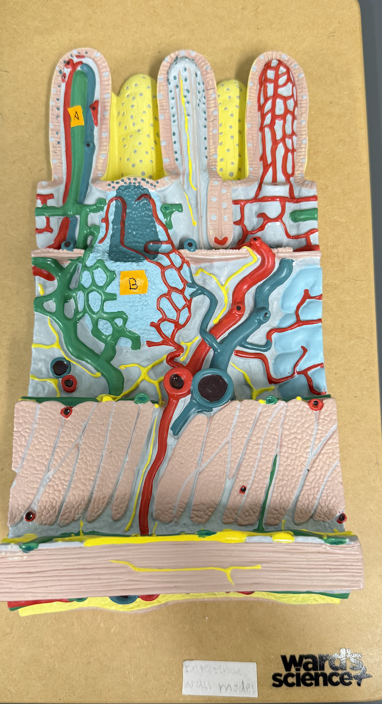 <p>Identify structures of the intestinal wall: A and B</p>
