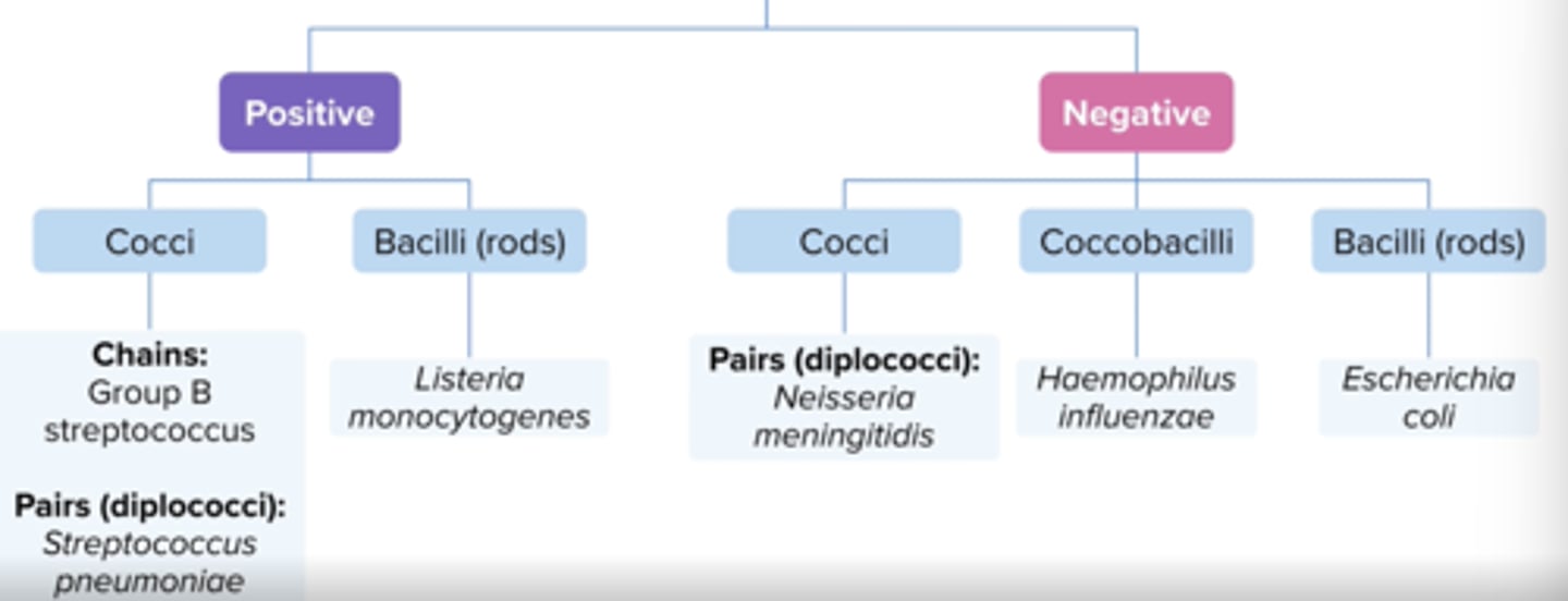 <p>S. pneumoniae +</p><p>group B strep +</p><p>N. meningitidis -</p><p>H. influenzae -</p><p>e. coli -</p><p>Listeria monocytogenes + (neonates, adults > 50 years, any immunocompromised patient)</p>