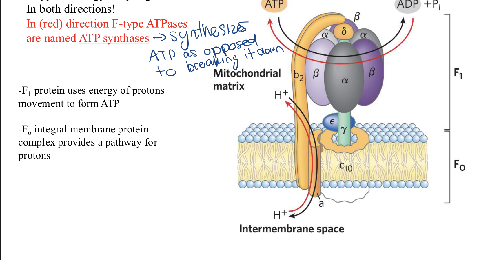 <p>= energy coupling factors, can hydrolyze and synthesize ATP </p>