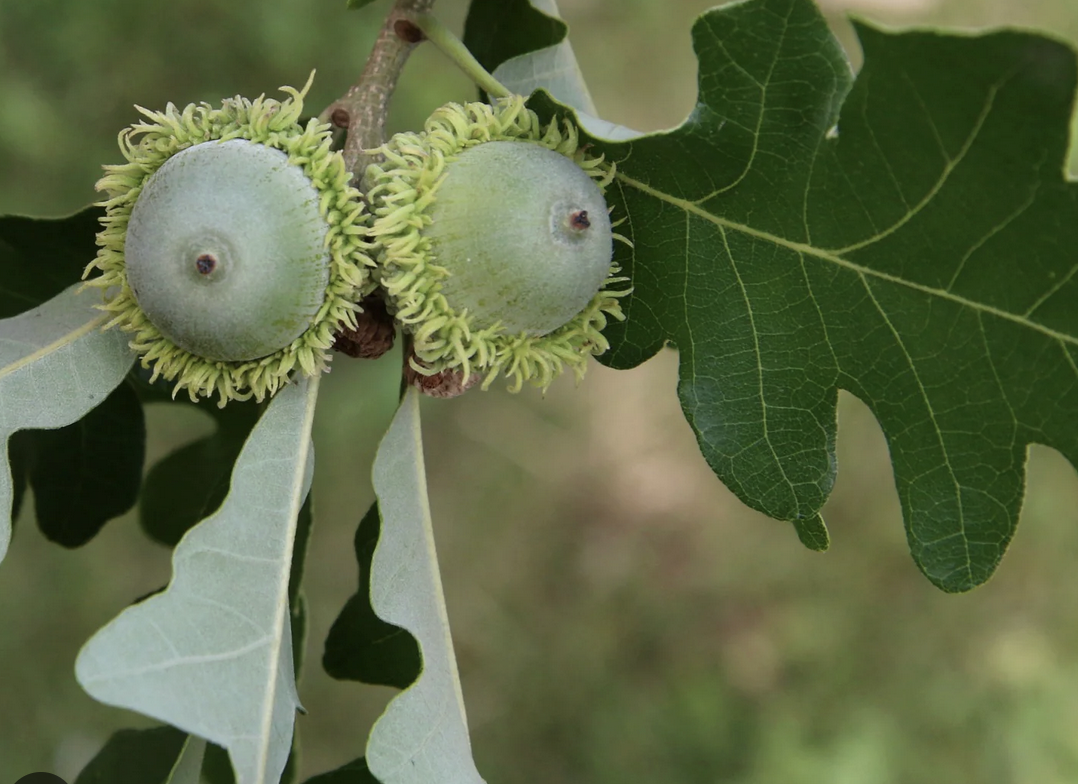 <p><em>Quercus macrocarpa</em></p><p>Fagaceae</p>