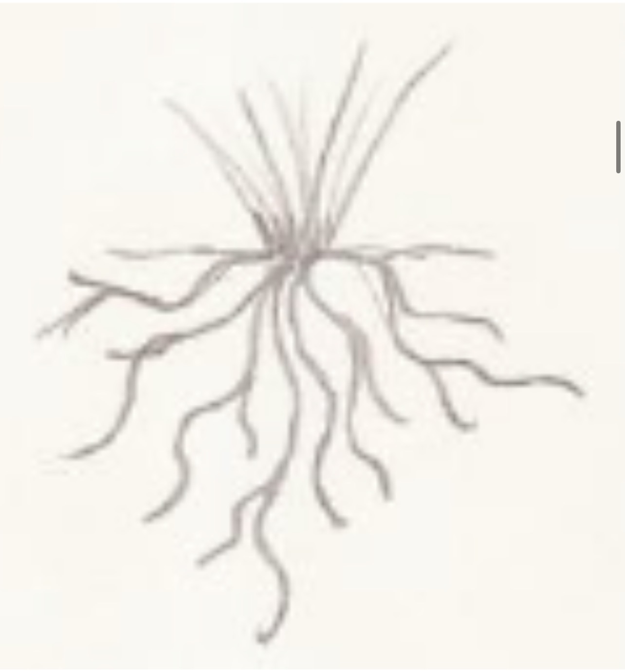 <p>Root type and modification </p>