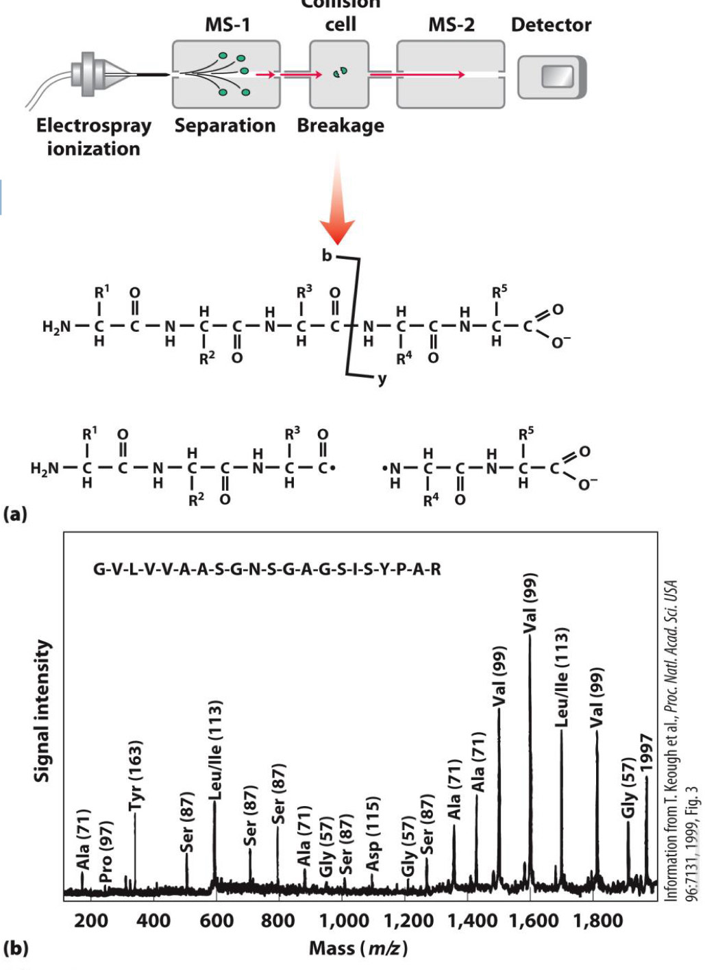 <p><span>Peptide broken into fragments</span><br><span>Mass of fragments measured</span><br><span>Mass of different fragments reveals sequence</span></p>