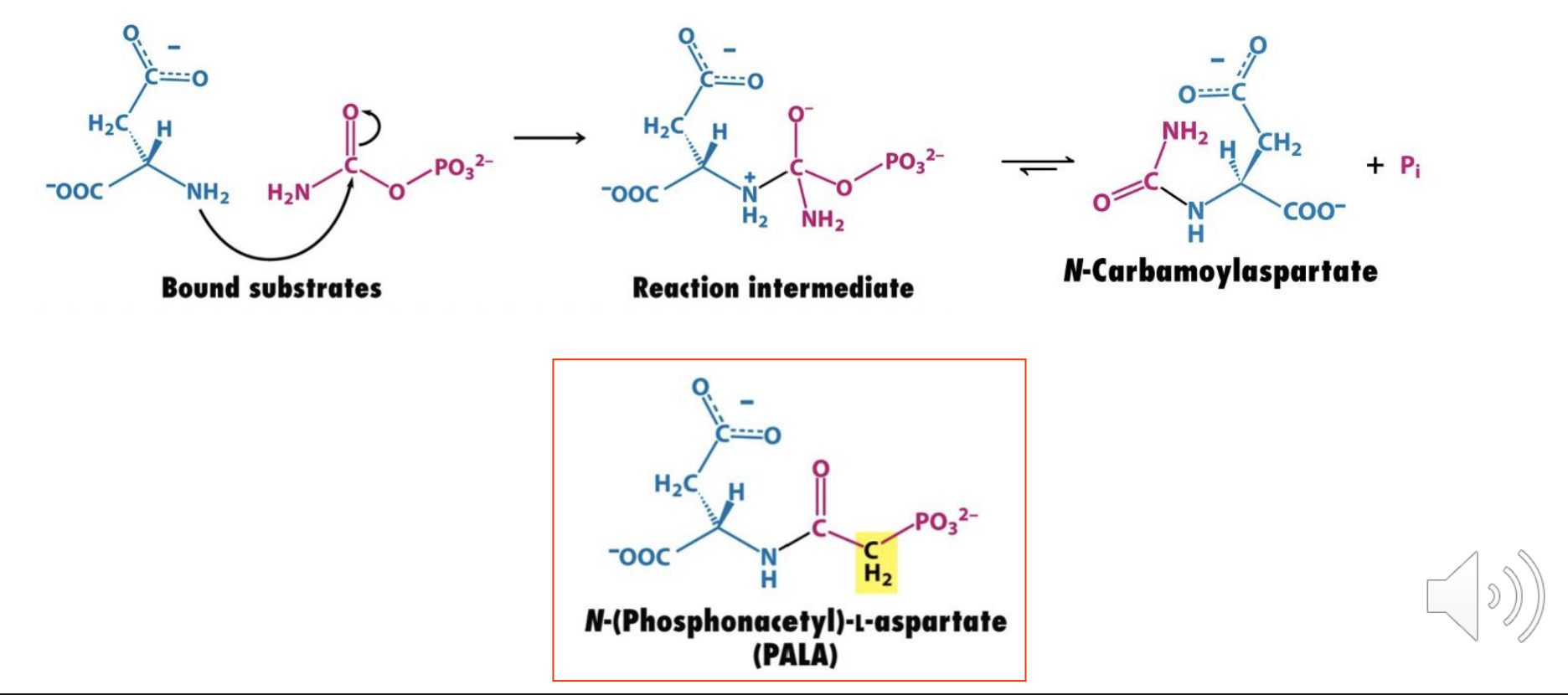 <p>mimic two or more substrates in one molecule</p><ul><li><p>They gain an entropic advantage as well as enthalpic because they “prepay” the loss of entropy by freezing the translation of one of the substrates.</p></li></ul><p>Ex: PALA has structural features of both substrates L-aspartate and carbamoyl phosphate and is a tight binding inhibitor of aspartate transcarbamoylase</p><p></p>