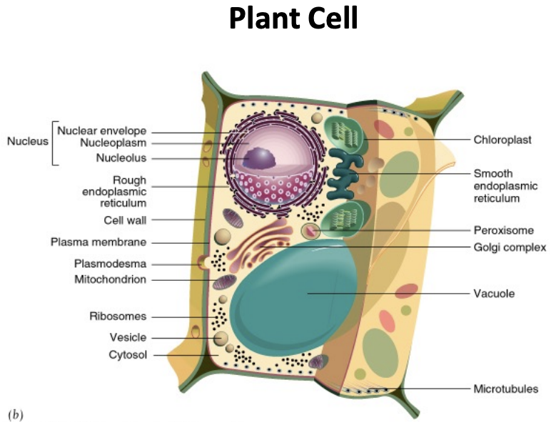 <p>-eukaryotic cells with something extra</p><p>-in addition to components of eukaryotic cells, they have chloroplasts and cell walls</p>