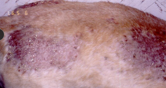 <ul><li><p><strong>Hypothyroidism</strong></p><ul><li><p><span style="color: rgb(136, 136, 136);"><strong>Et:</strong></span> <u>decreased T4 &amp; T3 productio</u>n</p></li><li><p><span style="color: rgb(136, 136, 136);"><strong>Sig: </strong></span>Beagles, Dobermans, Setters, Ridgebacks, Giant Schnauzers, Deerhounds, Boxers, GSD, middle-aged, neutered/spayed dogs</p></li><li><p><span style="color: rgb(136, 136, 136);"><strong>Cs:</strong> </span><strong>symmetric alopecia, rat tail, brittle coat, hyperpigmentation, pyoderma, OE, seborrhea, facial myxedema(nasal balding), lethargy, mental dullness, weight gain, cold intolerance, exercise intolerance, anorexi</strong>a</p></li><li><p><span style="color: rgb(136, 136, 136);"><strong>Dt:</strong></span><strong> </strong>low tT4 + fT4, high TSH, high ALT/ALP, fasting hypertriglyceridemia, hypercholesterolemia</p></li><li><p><span style="color: rgb(136, 136, 136);"><strong>Tx:</strong></span> sodium L-thyroxine</p></li></ul></li><li><p><strong>Hyperadrenocorticism (Cushing’s Disease)</strong></p><ul><li><p><span style="color: rgb(136, 136, 136);"><strong>Et: </strong></span><u>excessive cortisol</u></p></li><li><p><span style="color: rgb(136, 136, 136);"><strong>Sig:</strong></span></p><ul><li><p><strong>PDH:</strong> Sm breeds, middle-aged</p></li><li><p><strong>ADH:</strong> Lg breeds, ⅔ female</p></li></ul></li><li><p><span style="color: rgb(136, 136, 136);"><strong>Dt: </strong></span>endocrine testing</p></li><li><p><span style="color: rgb(136, 136, 136);"><strong>Cs:</strong></span><strong> PU/PD, lethargy, weakness, pot belly, panting, neuro signs, stiff gait, alopecia, thin skin, bruising, comedones, hair color changes, vein dilation, hyperpigmentation, poor wound healing, Calcinosis cutis</strong></p></li></ul></li></ul><p></p>