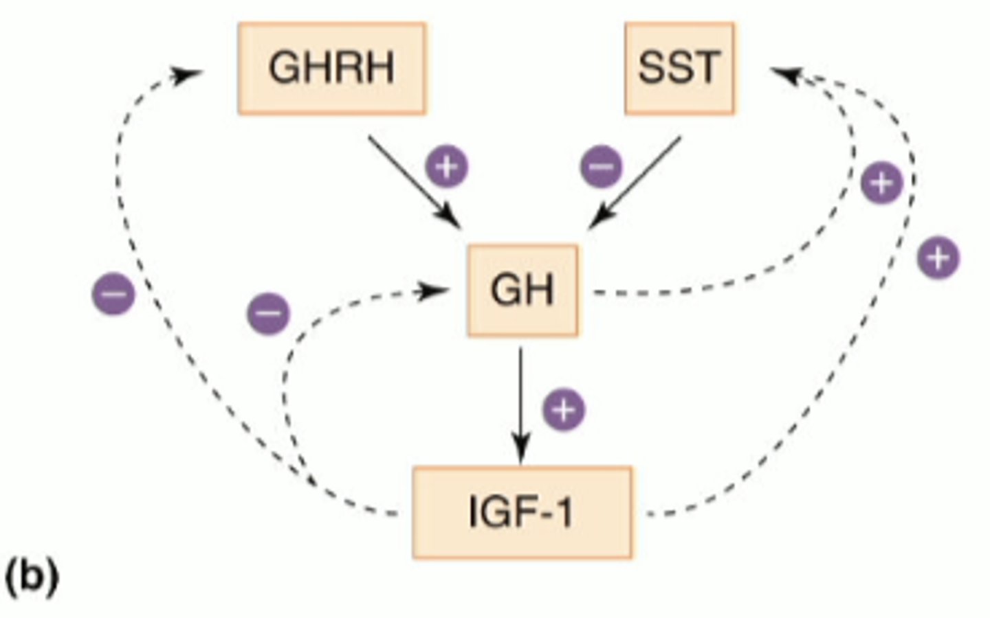 <p>hormone that inhibits release of growth hormone and insulin</p>