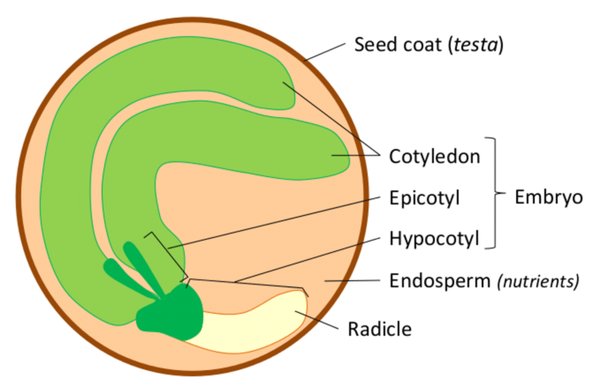 Endosperm