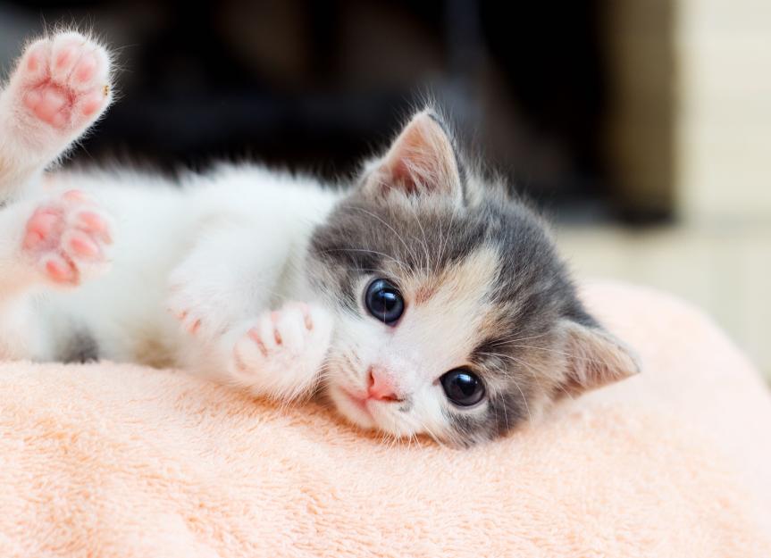 <p>What is a cation?</p>