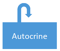 <p>autocrine signaling </p>