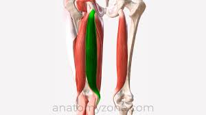 <p>origin: ischial tuberosity</p><p>insertion: proximal and medial surface of tibia</p>