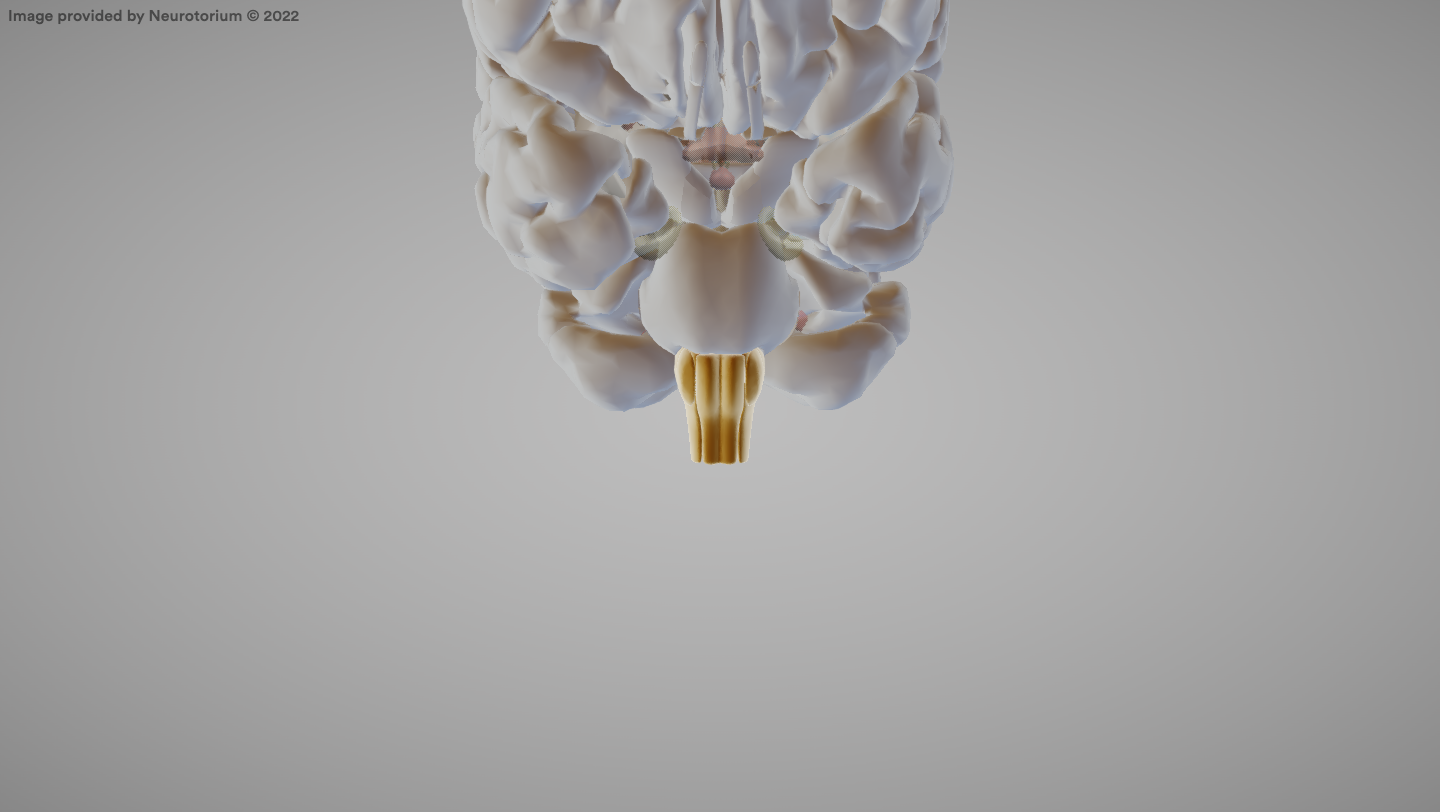 <p>The part of the hindbrain that controls vital functions like breathing and heart rate.</p>
