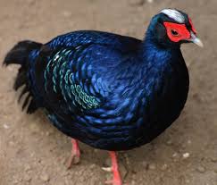 <p>Family: Phasianidae</p><p>Status: EN</p>