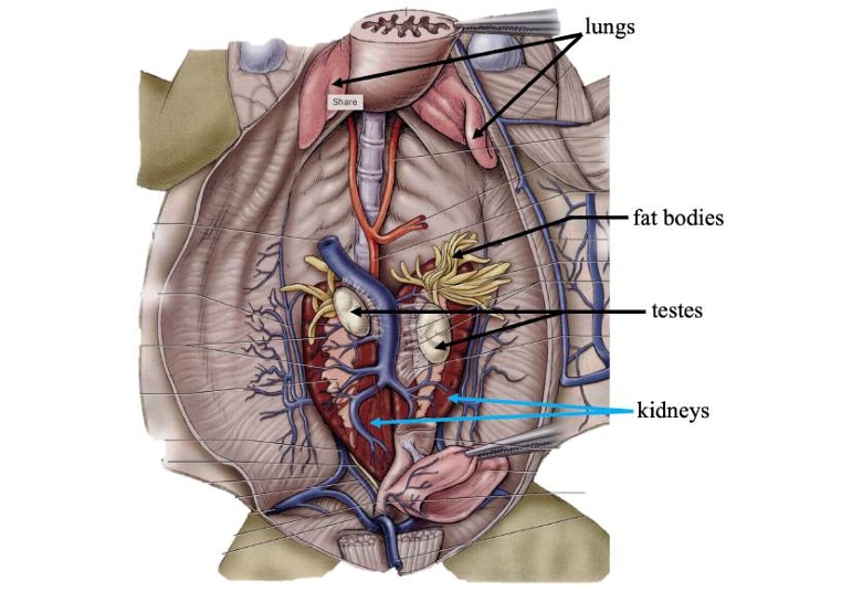 <p>Primary organs of respiration.</p>