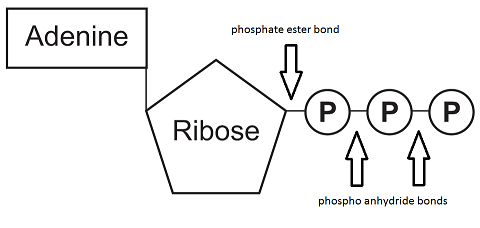 <p>-main energy source for cells</p><p>-releases energy when its phosphate bonds are hydrolyzed</p><p>-2 phosphoanhydride bonds</p>