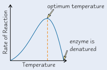 <ul><li><p>Higher temp → enzyme molecules <strong>vibrate more</strong></p></li><li><p>Temp above certain level → vibrations <strong>break bonds</strong> that hold enzyme in shape</p><ul><li><p>→<strong> active site changes shape</strong></p></li><li><p>→ enzyme <strong>denatured</strong></p></li></ul></li></ul><p></p>