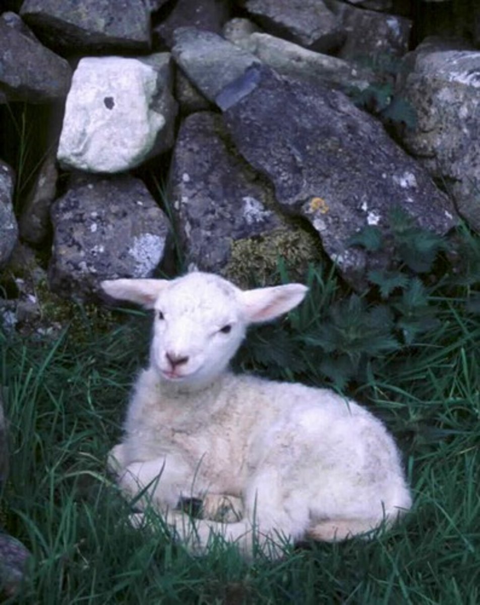 <p>offspring of sheep of either sex, less than about 1 year of age (look at teeth); joint breaks</p>