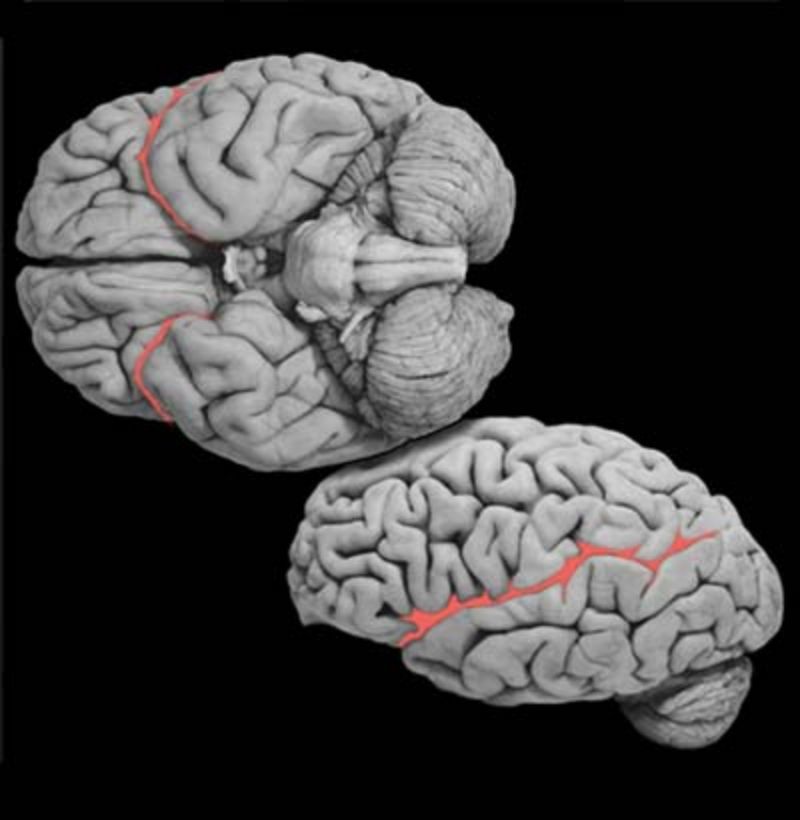 <p>What structure is this and what is the function?</p>