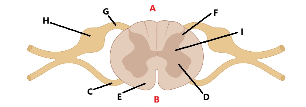 <p>identify the ventral root in the picture. </p>