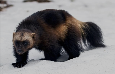 <p><span><em><span>Gulo gulo</span></em></span></p>