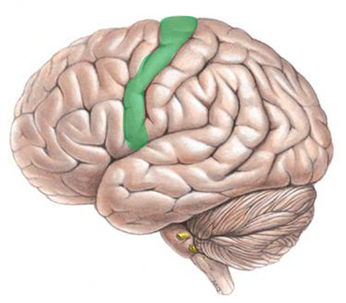 <p>On the frontal lobes</p>