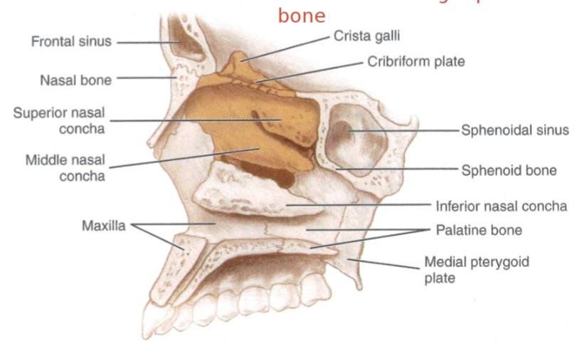 <p>lateral wall of the nasal cavity </p><p>anteriorly overlaps the nasal wall of maxilla</p><p>partially covering the maxillary antrum </p>