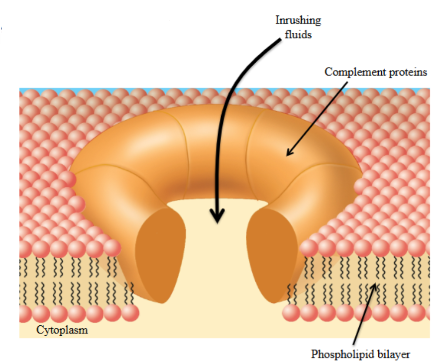 <ul><li><p>Complement proteins form a pore in the surface of bacteria.</p></li><li><p>ECF rushes through the pore into the bacteria, making them susceptible to lysis.</p><ul><li><p>∴ Compromising the lifespan of the bacteria.</p></li></ul></li><li><p>The formation of a cluster of activated complement proteins, which come together to form a pore.</p></li><li><p>Such a event does not happen to our self-cells because we have protective proteins in our body which prevent the formation of attack on our cells.</p></li></ul><p></p>