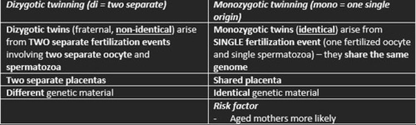 <p>Fraternal twins</p><p>These siblings result from two separately fertilized eggs</p><p>Two separate placentas</p><p>Different genetic material (non-identical)</p>