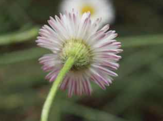<ul><li><p>asteraceae family</p></li><li><p>white daisy-like flowers</p></li><li><p>phyllaries</p></li><li><p>stolons (low growing)</p></li></ul><p></p>