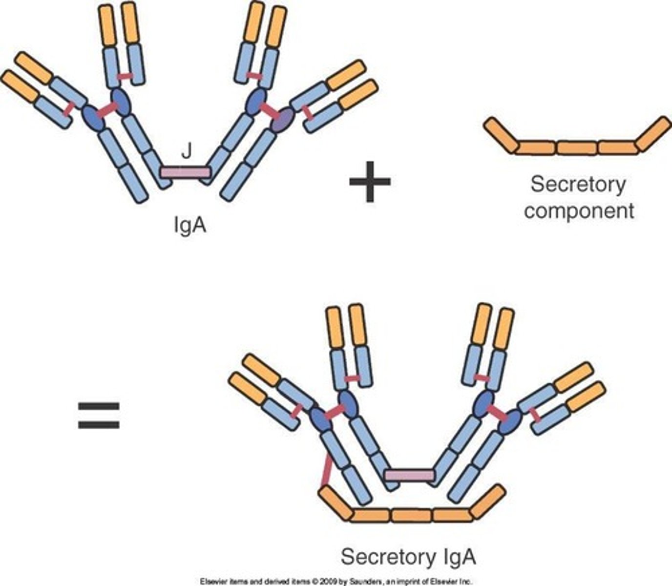 <p>IgA is secreted by plasma cells located under body surfaces, including the intestines, respiratory tract, urinary system, skin, and mammary gland.</p>
