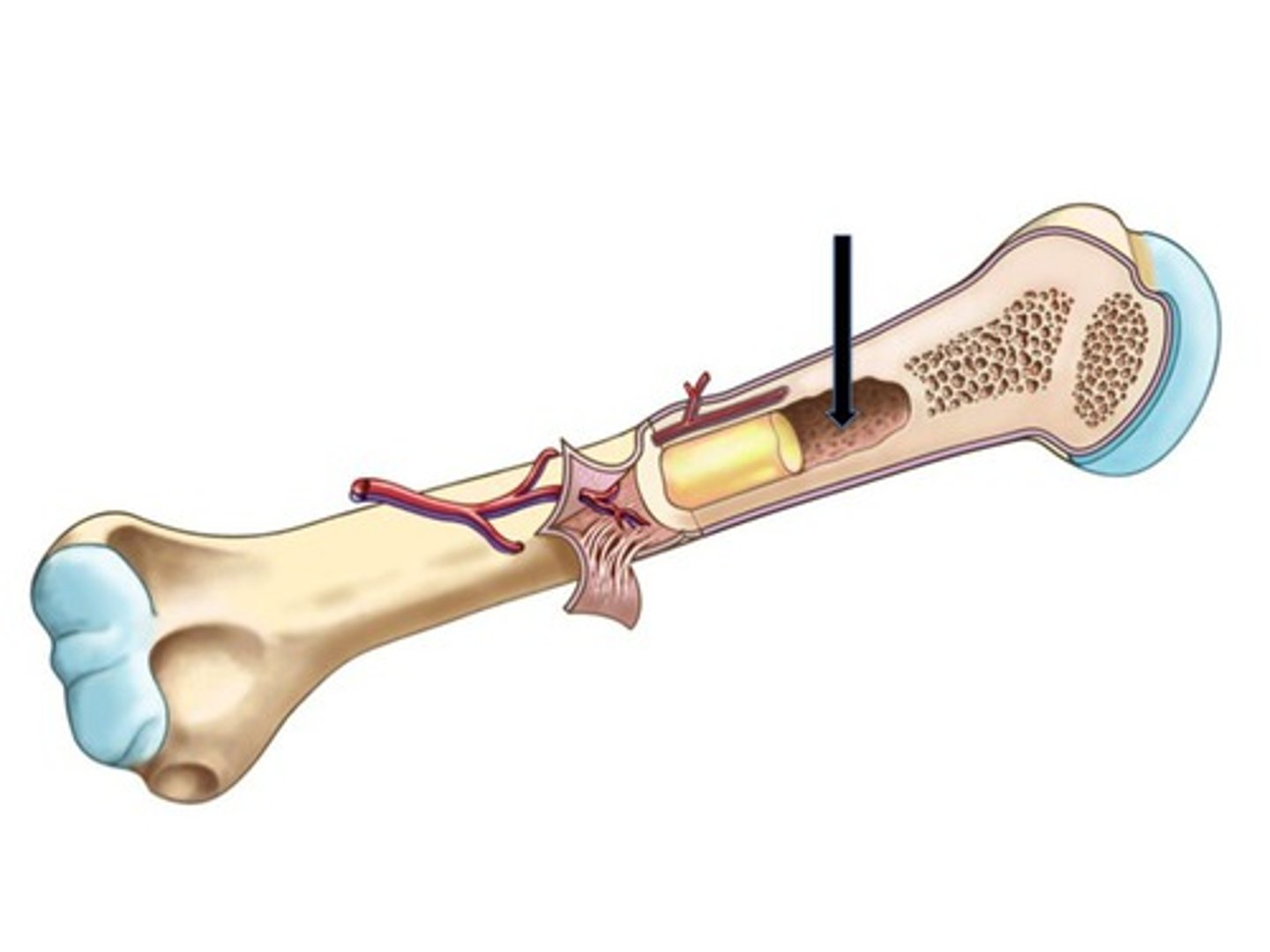 <p>cavity within the shaft of the long bones filled with bone marrow</p>