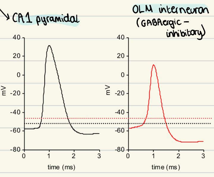 <ul><li><p>CA1 threshold is more hyperpolarisation (lower) than OLM</p></li><li><p>Properties of the ion channels influence different threshold</p></li><li><p>Peak of depolarisation is higher in CA1</p></li><li><p>Larger AHP in OLM neurons</p></li></ul><p></p>