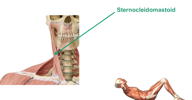 <p>Sternocleidomastoid</p>