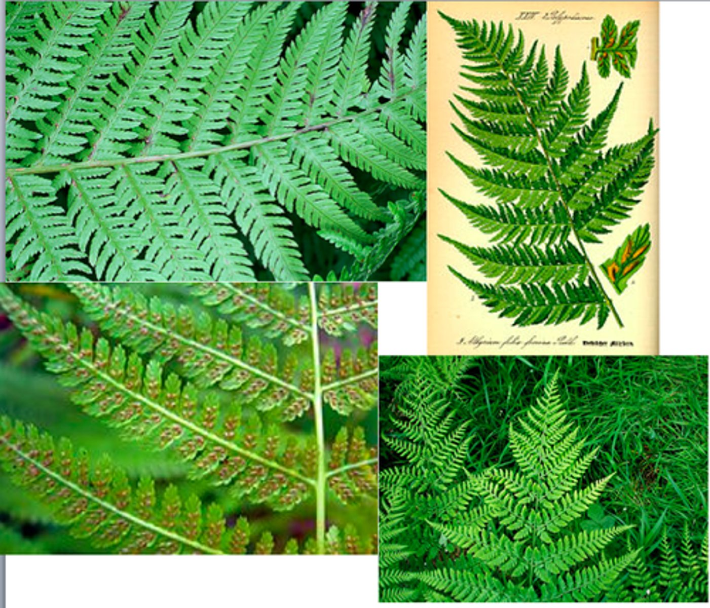 <p>Blades have doubly serrated margins, pinna are small, and almost rounded at the tips. grow in a diamond arrangement. (compared to spiney wood fern - triangular).Sori grow in fluffy "taco" shapes.</p>
