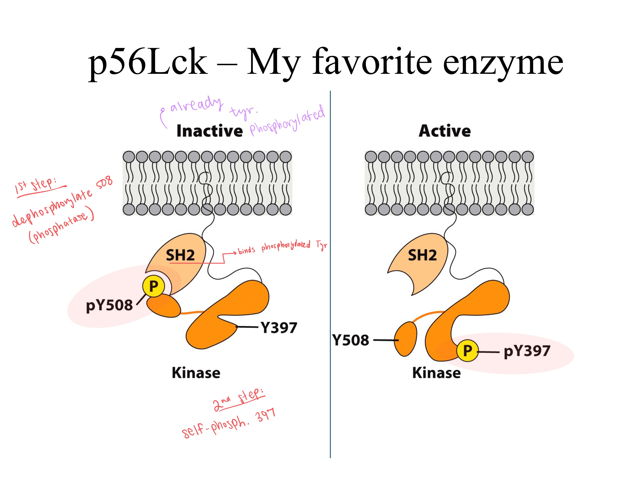 <ul><li><p>dephosphorylates ; phosphatase</p></li><li><p>(self) phosphorylates ; kinase </p></li><li><p>ZAP-70 ; kinase ; LAT</p></li><li><p>LAT</p></li></ul><p></p>