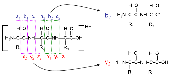 <ul><li><p>The lines represent the way an ion can be fragmented. There are three types of bond that can be broken:</p><ul><li><p>a/x: separates the carboxyl group from the rest of the ion.</p></li><li><p>b/y: breaks the peptide bond between amino acids.</p></li><li><p>c/z: separates the amino group from the rest of the ion.</p></li></ul></li><li><p>Consider the first break → a1/x2</p><ul><li><p>The fragment on the left is called the a1 ion</p></li><li><p>The fragment on the right is called the x2 ion</p></li></ul></li></ul><p></p>
